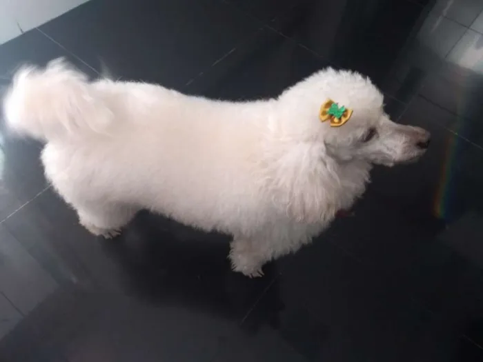 Cachorro ra a Poodle idade 6 ou mais anos nome Bibi