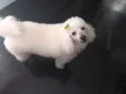 Bibi