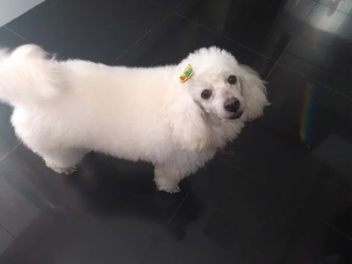 Cachorro ra a Poodle idade 6 ou mais anos nome Bibi