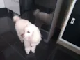 Bibi