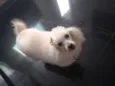 Bibi