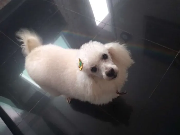 Cachorro ra a Poodle idade 6 ou mais anos nome Bibi