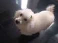Bibi