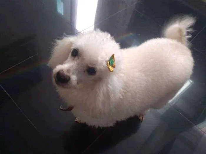 Cachorro ra a Poodle idade 6 ou mais anos nome Bibi