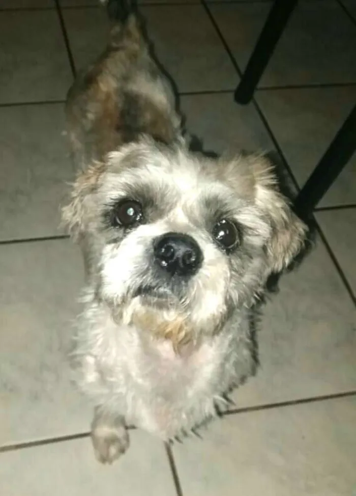 Cachorro ra a Lhasa Apso  idade 2 anos nome Luigi 