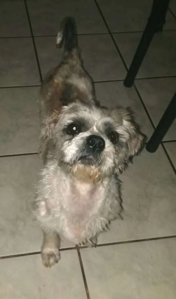 Cachorro ra a Lhasa Apso  idade 2 anos nome Luigi 