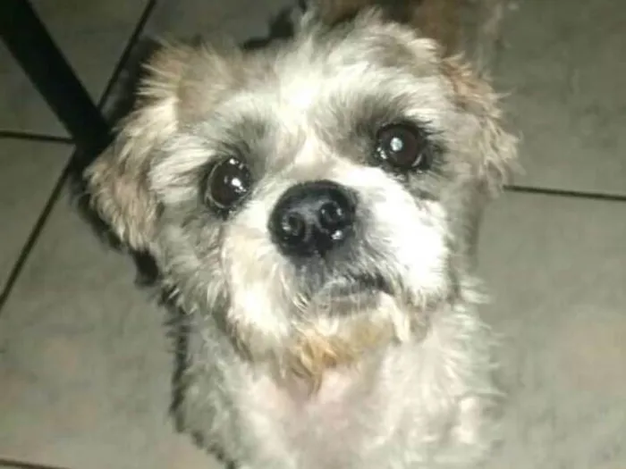 Cachorro ra a Lhasa Apso  idade 2 anos nome Luigi 