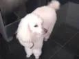 Bibi