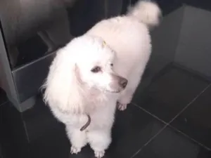 Cachorro raça Poodle idade 6 ou mais anos nome Bibi