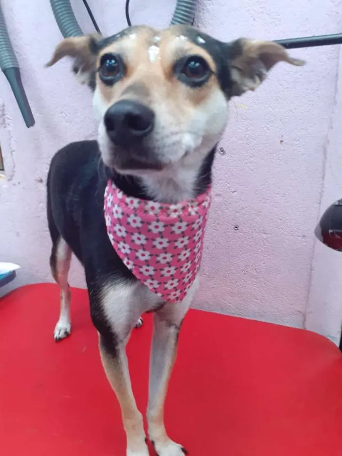Cachorro ra a  idade 2 anos nome Cristal 