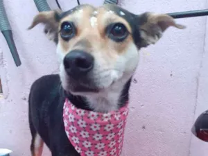 Cachorro raça  idade 2 anos nome Cristal 