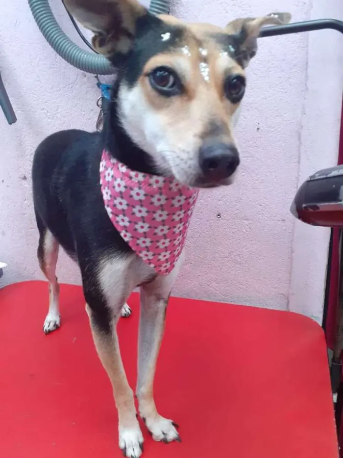 Cachorro ra a  idade 2 anos nome Cristal 