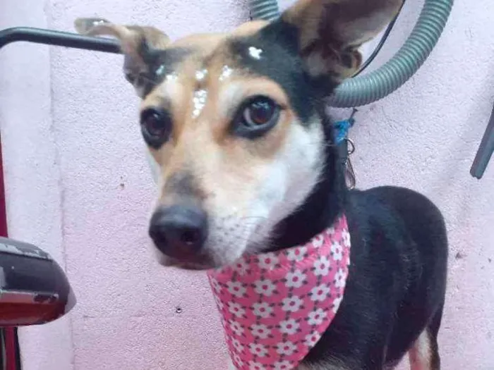 Cachorro ra a  idade 2 anos nome Cristal 