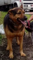 Igor