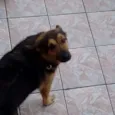 Igor