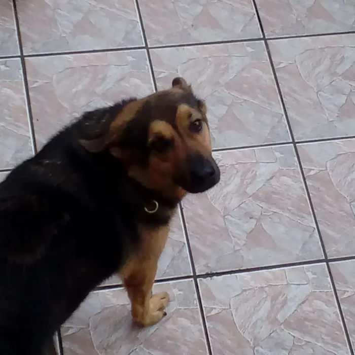 Cachorro ra a Pastor Alemão idade 5 anos nome Igor