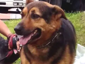 Cachorro raça Pastor Alemão idade 5 anos nome Igor