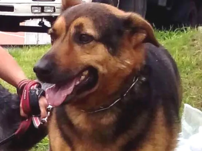 Cachorro ra a Pastor Alemão idade 5 anos nome Igor