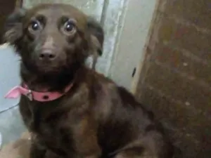 Cachorro raça Vira lata idade 1 ano nome Mel