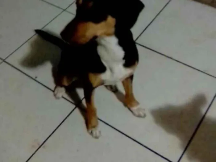 Cachorro ra a Mistura de Beagle com Salsicha idade 7 a 11 meses nome Vitória Beagle