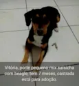 Vitória Beagle