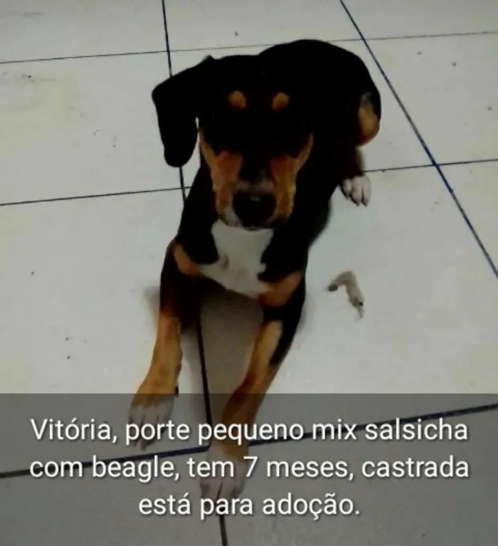 Cachorro ra a Mistura de Beagle com Salsicha idade 7 a 11 meses nome Vitória Beagle