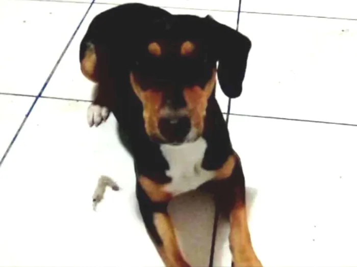 Cachorro ra a Mistura de Beagle com Salsicha idade 7 a 11 meses nome Vitória Beagle