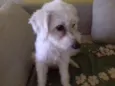 Xuxa