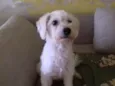 Xuxa