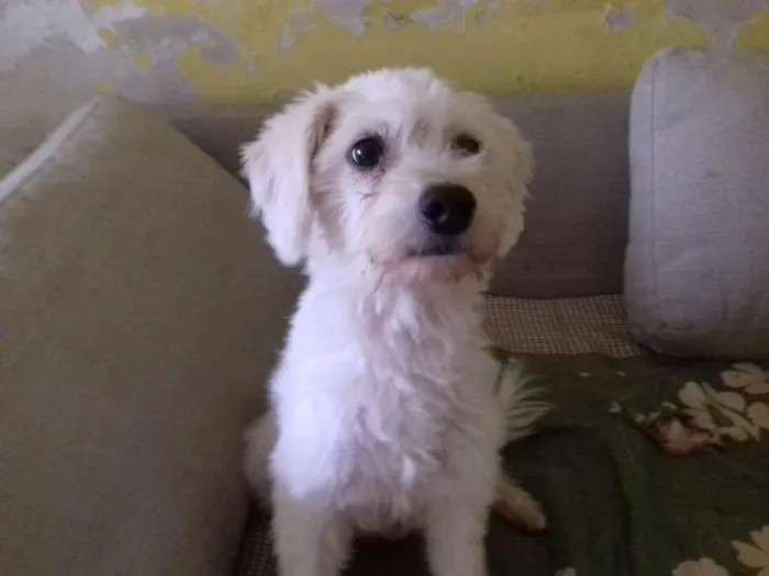 Cachorro ra a Srd idade 2 anos nome Xuxa