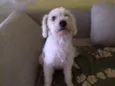 Xuxa