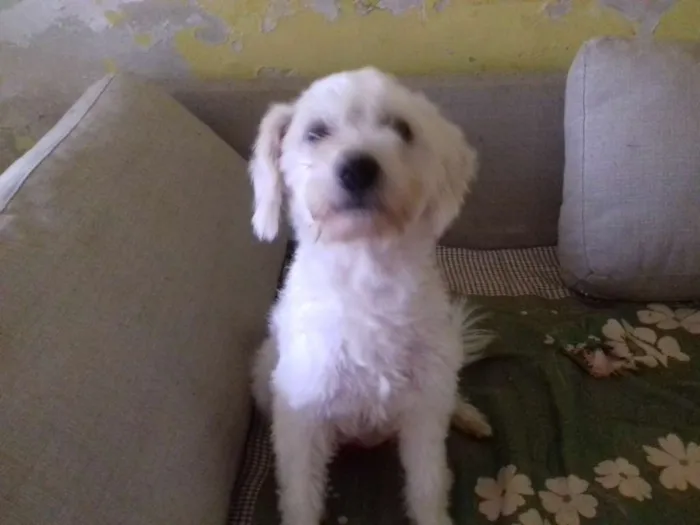 Cachorro ra a Srd idade 2 anos nome Xuxa
