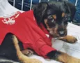 REGINALDO DOG