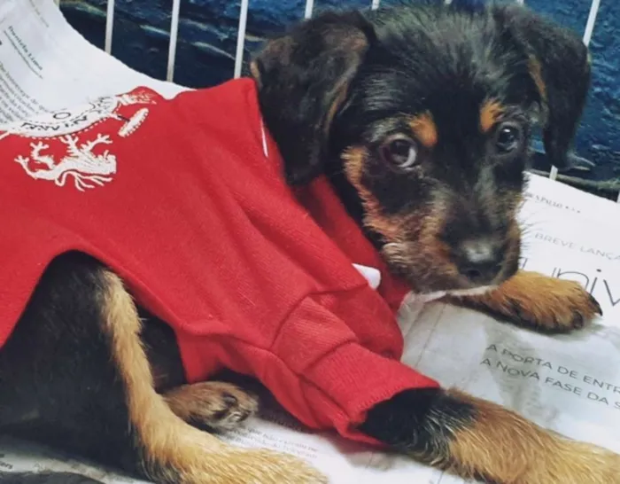Cachorro ra a SRD idade 2 a 6 meses nome REGINALDO DOG
