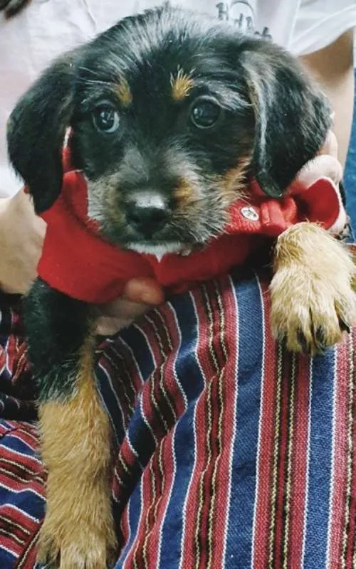 Cachorro ra a SRD idade 2 a 6 meses nome REGINALDO DOG