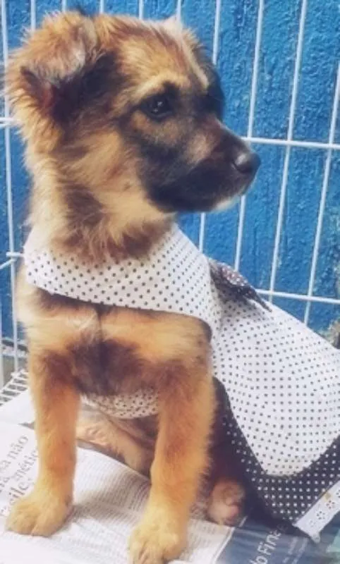 Cachorro ra a SRD idade 2 a 6 meses nome GABI