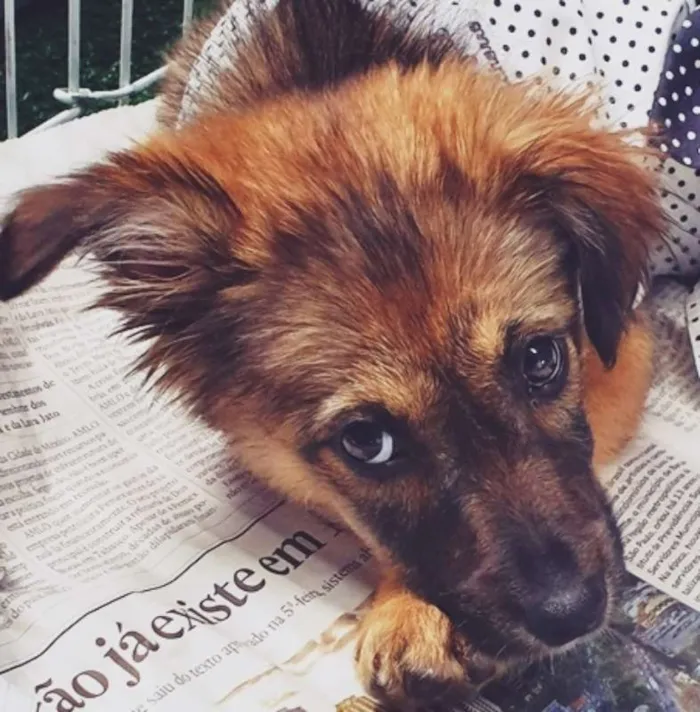Cachorro ra a SRD idade 2 a 6 meses nome GABI