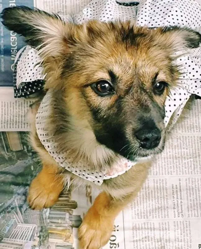 Cachorro ra a SRD idade 2 a 6 meses nome GABI