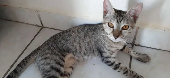 Gato raça  idade 1 ano nome Shandinha