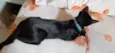 Pretinha