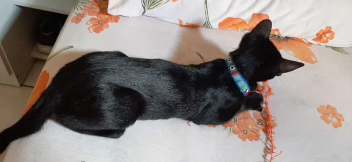 Gato raça  idade 2 a 6 meses nome Pretinha