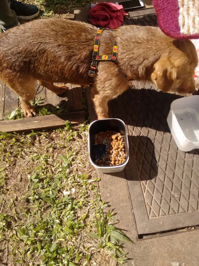 Cachorro ra a Mista idade 2 anos nome Não tem nome