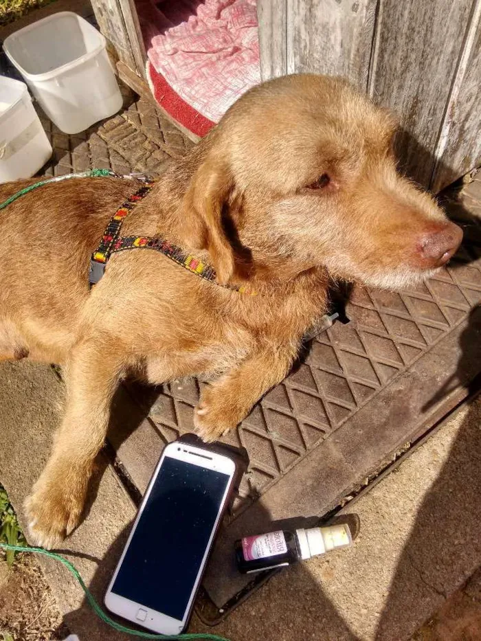 Cachorro ra a Mista idade 2 anos nome Não tem nome