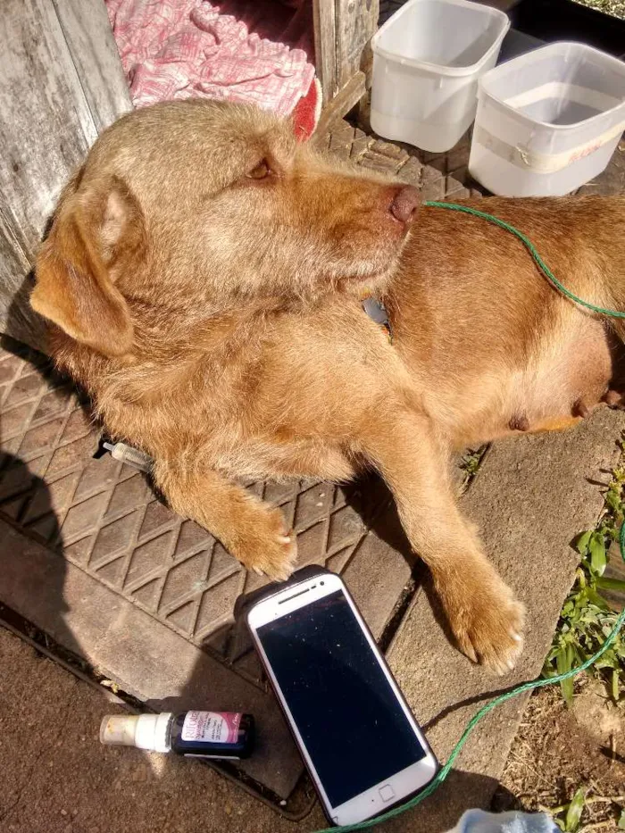 Cachorro ra a Mista idade 2 anos nome Não tem nome