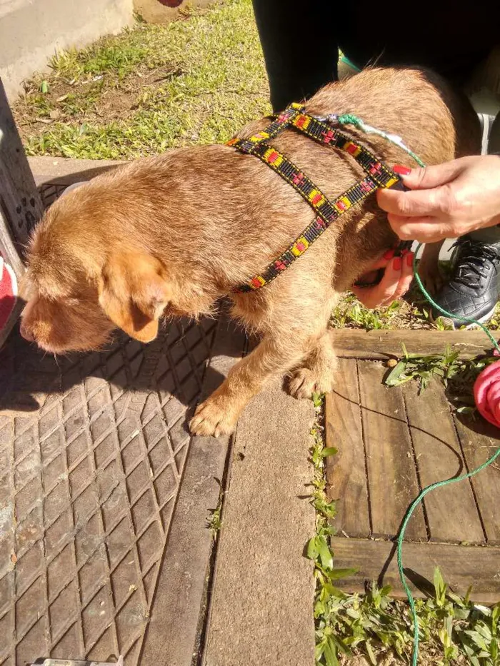 Cachorro ra a Mista idade 2 anos nome Não tem nome