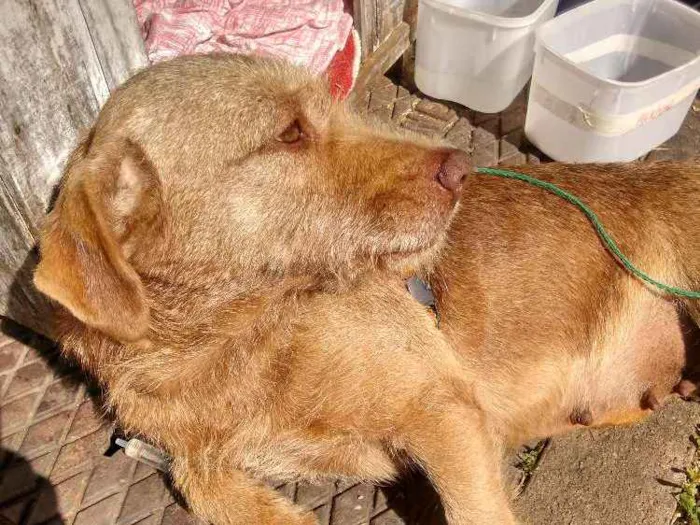 Cachorro ra a Mista idade 2 anos nome Não tem nome
