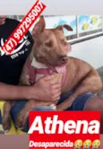 Athena