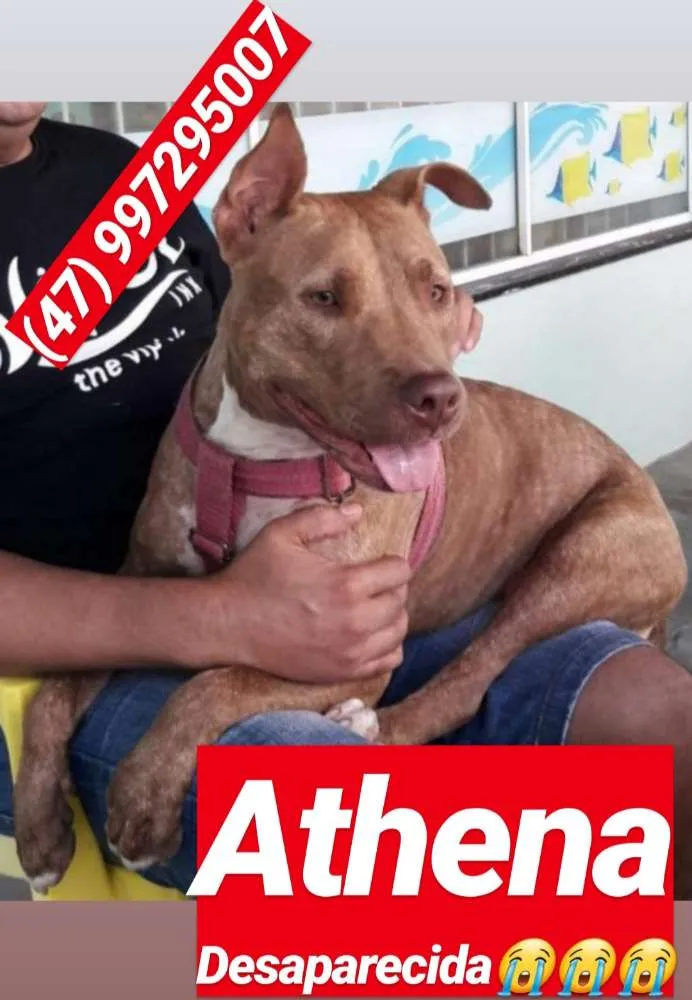 Cachorro ra a Pit Bull idade 2 anos nome Athena
