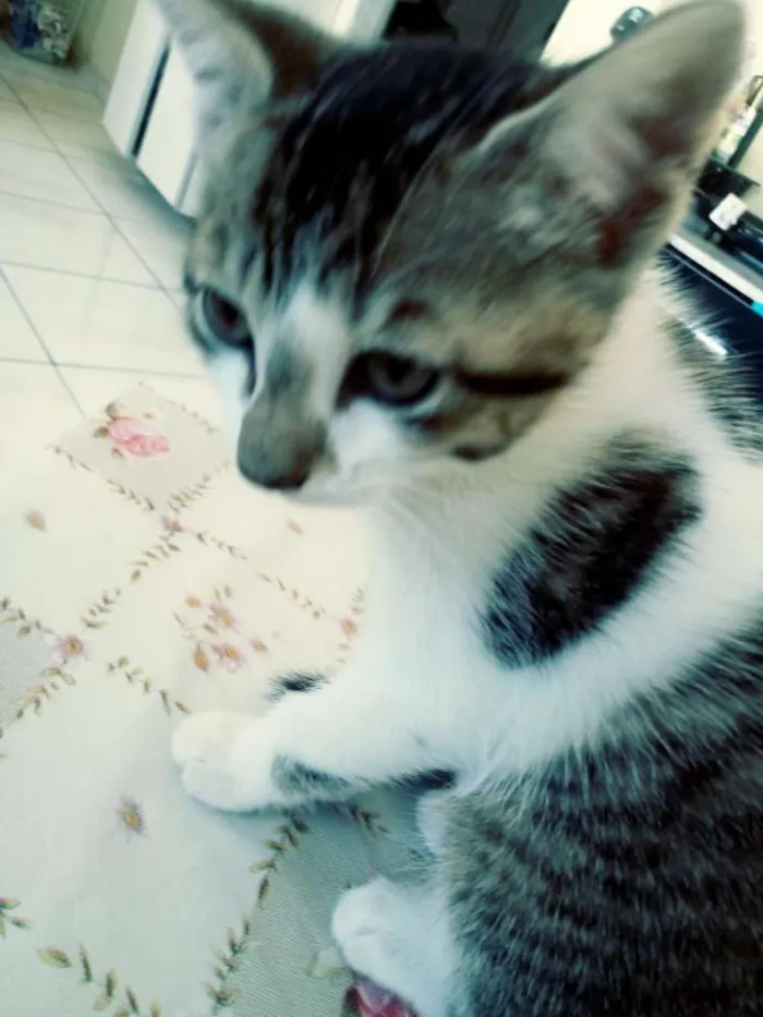 Gato ra a SRD idade 2 a 6 meses nome Sem nome