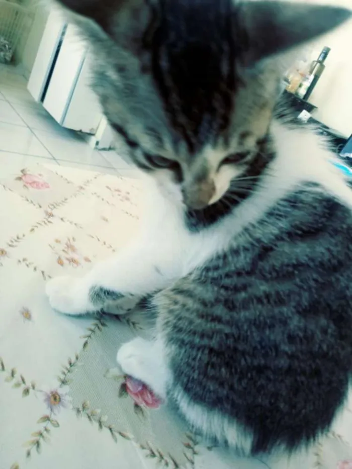 Gato ra a SRD idade 2 a 6 meses nome Sem nome